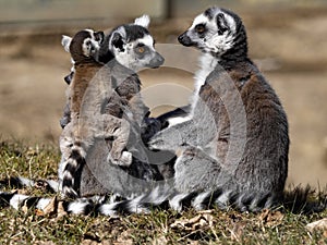 Happy family Ring-tailed Lemur, Lemur catta, with cub