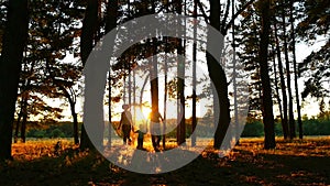 A happy family with a small child runs towards the camera. Silhouette of a man, woman and child in the forest at sunset.