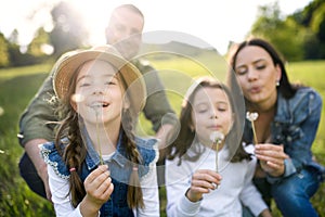 Happy family with two small daughters sitting outdoors in spring nature, blowing dandelion seeds.