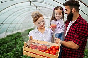 Happy family working in organic greenhouse. Man woman and child growing bio plants in farm garden.