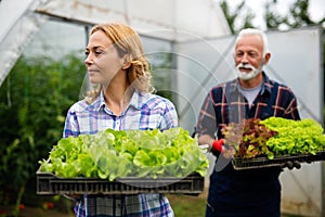 Happy family working in organic greenhouse. Senior man and child growing bio plants in farm garden.