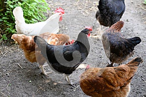 Happy farm hens - free range hens of sustainable farm in chicken garden.