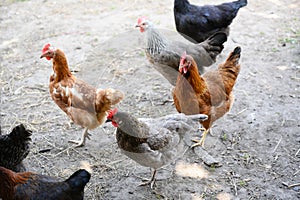 Happy farm hens - free range hens of sustainable farm in chicken garden.