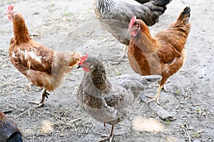 Happy farm hens - free range hens of sustainable farm in chicken garden.