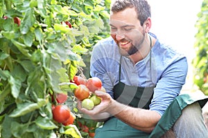 Happy farmer growing tomatoes in a greenhouse