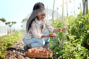 Happy farmer harvesting tomatoes. African american farmer looking at a tomato. Young farmer harvesting raw, ripe