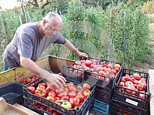 Happy farmer with tomatos in boxes