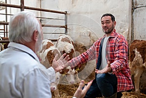 Happy farmer and veterinarian talking about calf in a barn