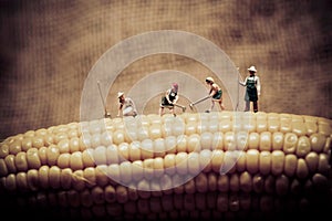 Happy farmers harvesting corn. Macro photo