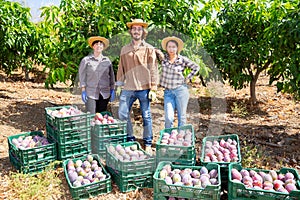 Farmers posing with harvest of mango in orchard