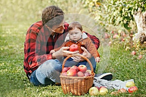 Happy father with baby boy on farm picking apples in wicker basket. Gathering of autumn fall harvest in an orchard. Dad feeding