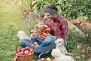 Happy father with baby boy on farm picking apples in wicker basket. Gathering of autumn fall harvest in an orchard. Dad feeding