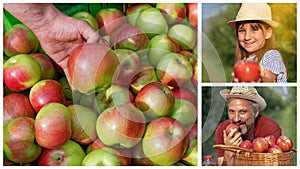 Happy Father and Daughter Picking Apples in Sunny Orchard Photo Collage