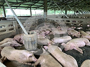 The happy fattening pig in big commercial swine farm