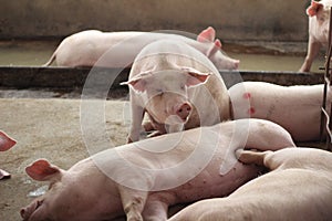 The happy fattening pig in big commercial swine farm photo