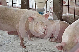 The happy fattening pig in big commercial swine farm photo