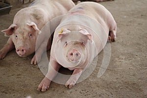 The happy fattening pig in big commercial swine farm photo