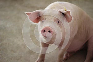 The happy fattening pig in big commercial swine farm photo