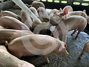 The happy fattening pig in big commercial swine farm photo