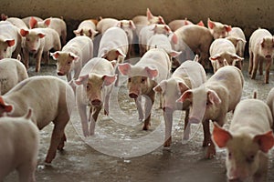 The happy fattening pig in big commercial swine farm photo