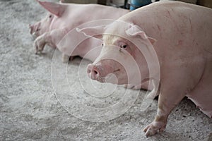 The happy fattening pig in big commercial swine farm photo