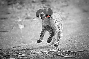 Happy female english setter running in black and white selective color