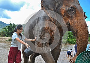 Happy female tourist bathing elephant by river
