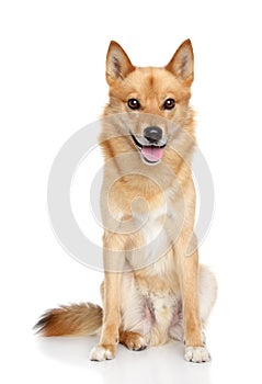 Happy Finnish Spitz on white background photo