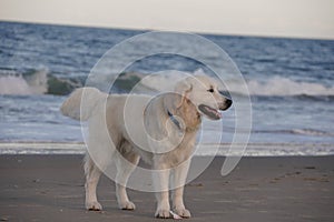 Happy First Birthday to An Adorable English Golden Creme Retriever Playing at the Beach