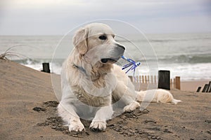 Happy First Birthday to An Adorable English Golden Creme Retriever Playing at the Beach