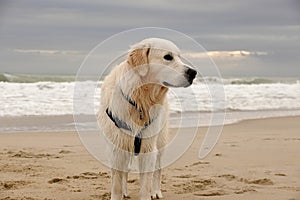 Happy First Birthday to An Adorable English Golden Creme Retriever Playing at the Beach