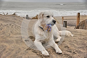 Happy First Birthday to An Adorable English Golden Creme Retriever Playing at the Beach