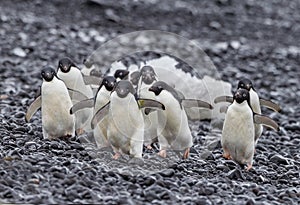Happy flock of Adelie penguins walking over stoney beach