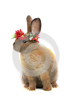 Happy fluffy brown bunny rabbit wearing daisy flower crown on white background. celebrate Easter holiday and spring coming concept