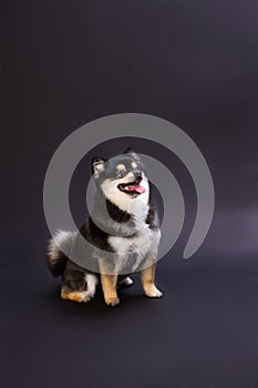 Happy fluffy dog, dark background.