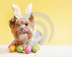 Happy fluffy dog (Yorkshire terrier) with cute expression, wearing Easter bunny ears, celebrating Easter holiday.