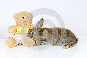 Happy fluffy gray brown bunny rabbit with long ears lying down on a teddy bear on white background