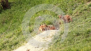 Happy fox youngsters Vulpes