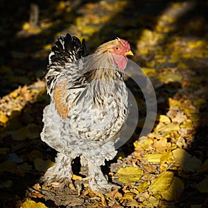 Happy free-range chicken on an organic farm