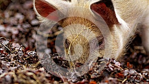 Happy free range pig