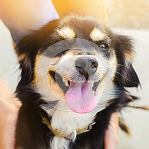 Contento gratuito amato il cane. tipo è un animale domestico giardino  sul soleggiato. nero cane. tempo libero 