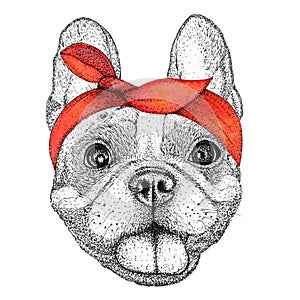 Happy french bulldog dog head hand drawn illustration. Doggy in pin-up red bandana, isolated