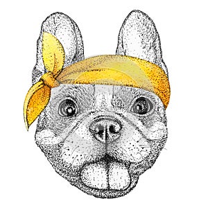Happy french bulldog dog head hand drawn illustration. Doggy in pin-up yellow bandana, isolated