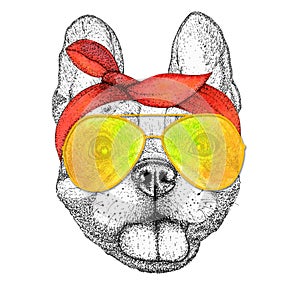 Happy french bulldog dog head hand drawn illustration. Doggy in sunglasses and pin-up bandana, isolated