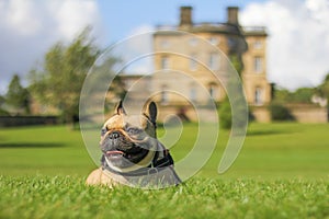 Happy french bulldog dog laying in grass outside old mansion