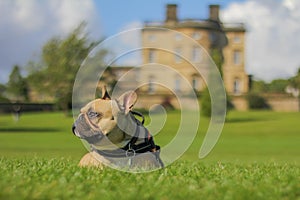 Happy french bulldog dog laying in grass outside old mansion