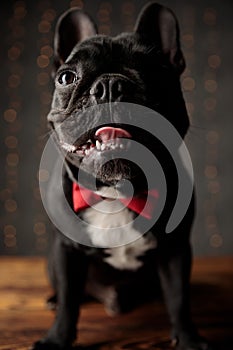 Happy french bulldog dog looking up and sticking out tongue