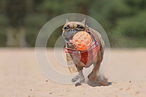 Happy French Bulldog dog playing feth while running in sand dune holding big orange toy ball in mouth