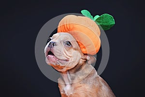 Happy French Bulldog dog puppy wearing funny Halloween pumpkin costume hat in front of dark background