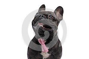 Happy french bulldog dog sticking out his tongue